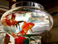 The goldfish is a Norouz symbol for many Iranians (Fars)