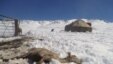 В Нарыне массовый падеж скота из-за летнего снега