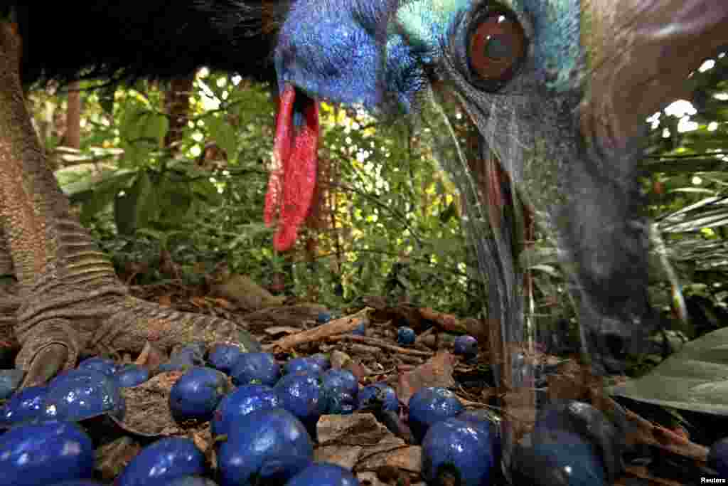 Christian Ziegler of Germany won first prize in the Nature Single category with this picture of an endangered southern cassowary feeding on the fruit of a blue quandang tree in Black Mountain Road, Australia.