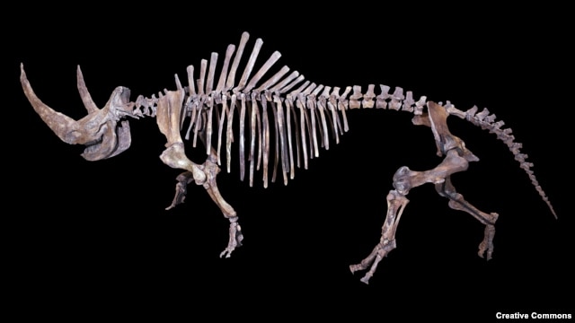 A skeleton of a woolly rhinoceros (Coelodonta antiquitatis) found in the Yamalo-Nenetsky region of Siberia