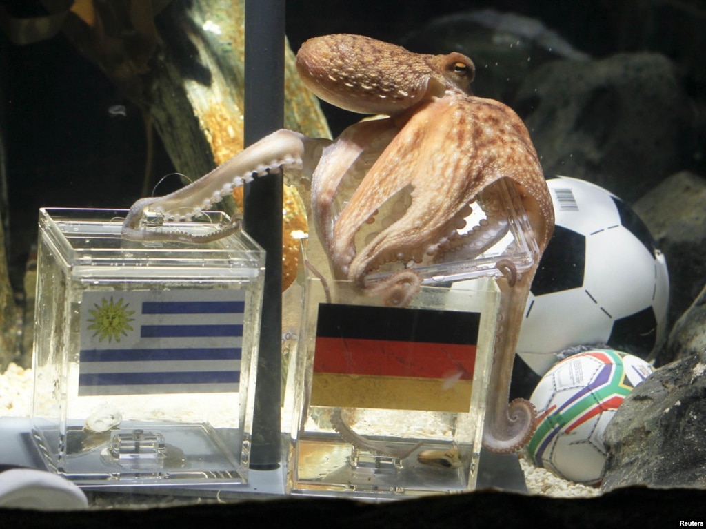 Axis Of Edible Targets World Cup Star Paul The Octopus