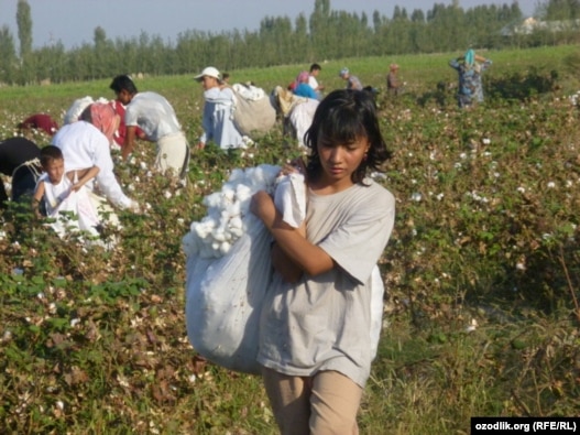 Schoolchildren and women pick cotton in Uzbekistan in late September 2011.