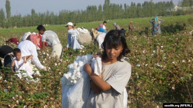 Schoolchildren and women pick cotton in Uzbekistan in late September 2011.
