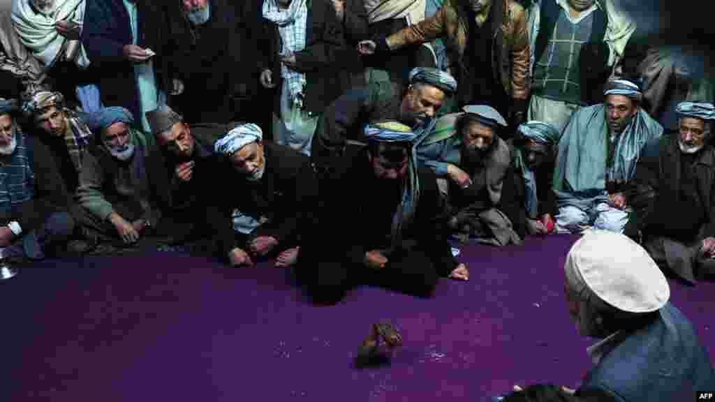 Afghan spectators watch a quail fight in Mazar-e Sharif. A popular sport in Afghanistan, two birds are placed inside a circle and made to fight each other until one of the birds flees. (AFP/Qais Usyan)