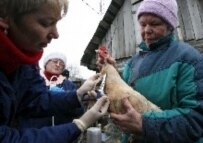 A Russian health worker gives a hen an immunization shot today as part of a mass vaccination campaign against bird flu (epa)