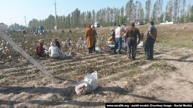 Приславший это фото в редакцию Азаттыка утверждает, что люди на хлопковом поле приклеивают собранный хлопок обратно к коробочкам хлопчатника. По словам приславшего снимок, так в селе готовились к приезду премьер-министра Узбекистана.