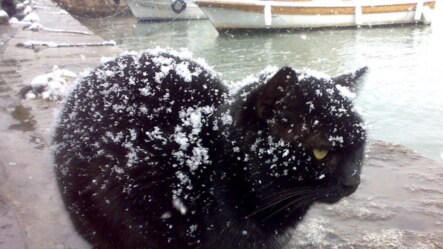 Black cat