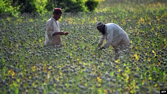 Opium poppy farmers score poppies during a harvest in Sistani, Helmand Province, Afghanistan. 