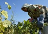 An Iranian woman harvesting beans (AFP file photo)