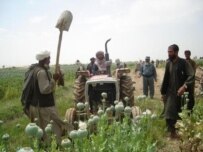 Opium-poppy eradication in Helmand Province (RFE/RL)