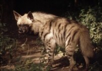 A spotted hyena (Courtesy Photo)