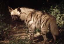 World -- spotted hyena