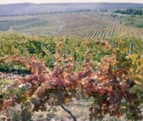 A vineyard in Moldova (TASS file photo)