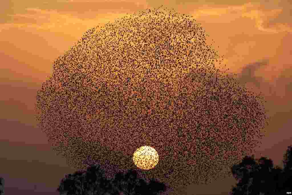 A flock of starlings fly in formation at sunset near the village Tidhar in southern Israel. (epa/Abir Sultan)