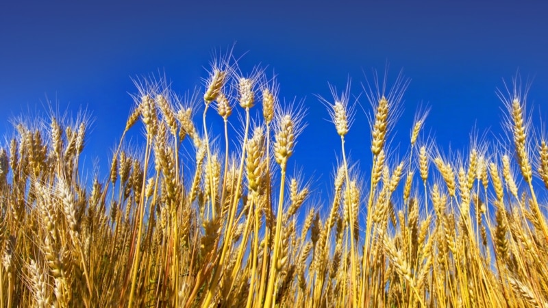 De ce fermierii moldoveni nu pot exporta grâul