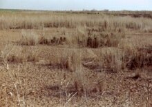 Iraq -- Marsh Arabs (withering reeds)
