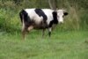 Contested Grazing Grounds