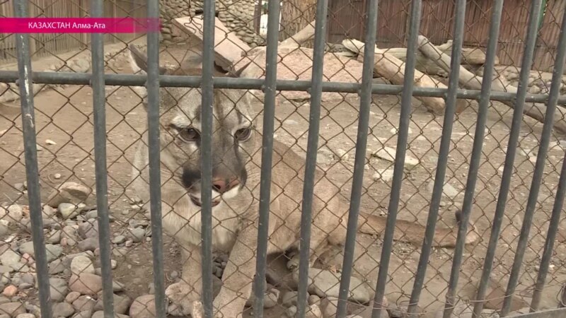 Скандал в зоопарке: от чего умерли шесть редких барсов