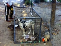 Dogs are taken from their owners and kept at a detention center (Courtesy Photo)