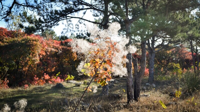 Осенние краски севастопольского леса (фотогалерея)