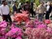 Norouz is the Persian New Year, but is also a celebration of spring