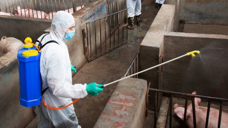 На Кубани в ставропольском мясе обнаружили вирус африканской чумы свиней