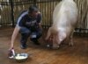 'Psychic Pig' Has 66 Percent Accuracy