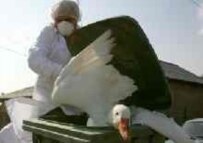 A Romanian health-services worker killing birds in October in an effort to prevent the spread of avian flu