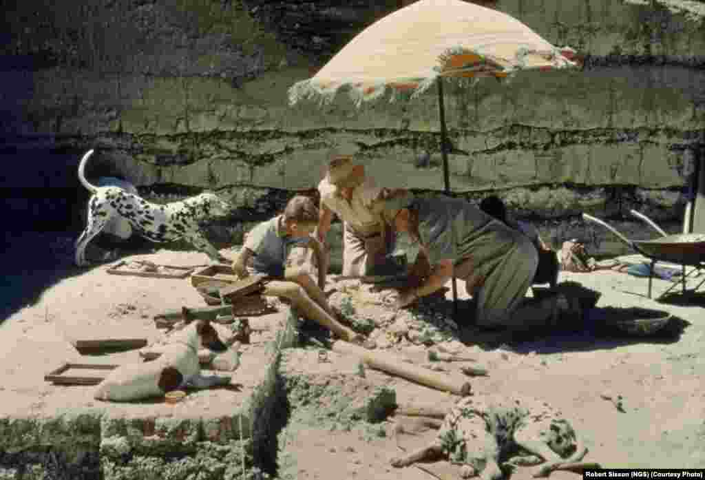 Paleontologist and National Geographic grantee Louis Leakey and his family inspect the campsite of an early hominid at Tanzania’s Olduvai Gorge.