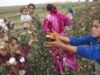 U.S. Blacklists Tajik Cotton