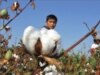 Uzbek Students Used To Pick Cotton