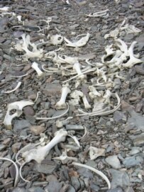 The remains of people and animals that fled during the 1916 Urkun uprising (RFE/RL)