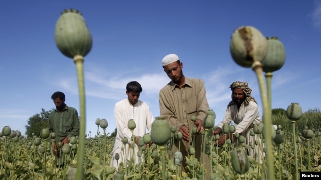 Afghan farmers work in a poppy field in Jalalabad province. (file photo)