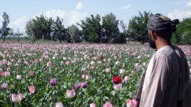 A farmer checks poppy fields in Kandahar, Afghanistan