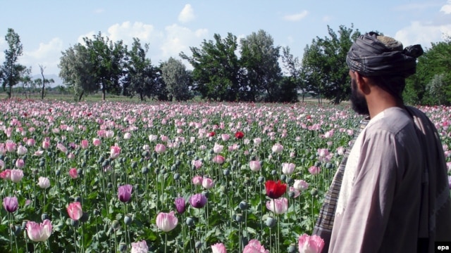 A farmer checks poppy fields in Kandahar, Afghanistan