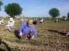 Activists Held Over Uzbek Child Workers