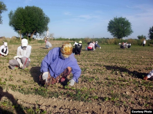 Human rights organizations have long charged Uzbek officials with using schoolchildren to harvest cotton.