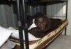 Amnesty: Libya Militias Committing Abuses