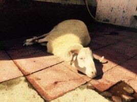 Bakıda qurbanlıq qoyun, 23 sentyabr, 2015