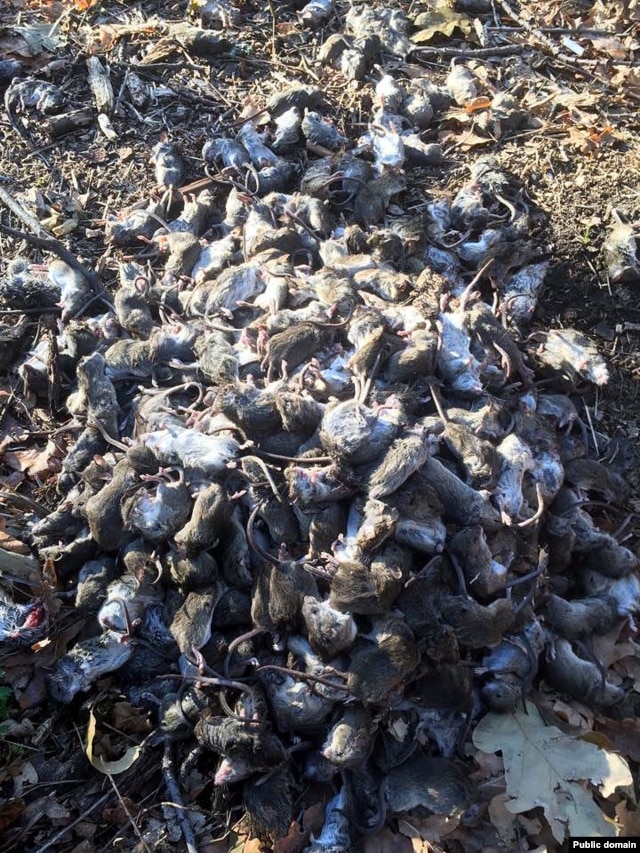 За час набили несколько ведер мышей. Фото с Facebook Юрия Мисягина