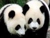 Don't Say No To The Panda! 