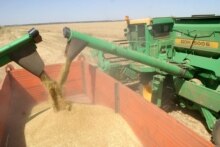 Russia -- grain harvest, Volgograd Oblast, 07Jul2006