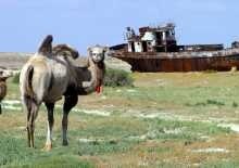 Kazakhstan -- Aral (camel and ship) Aug 05