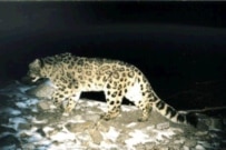 A snow leopard photographed at night (file photo) (Snow Leopard Trust)