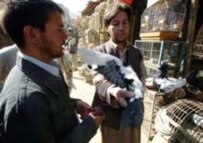 A bird market in Kabul (AFP)