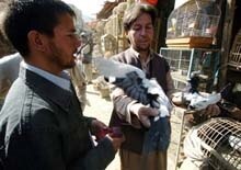 Afghanistan -- bird market, Kabul