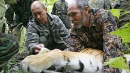 Владимир Путин участвует в кампании по сохранению популяции уссурийских тигров, 2012 год