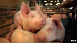 Swine fever does not affect humans but can devastate pig populations. (file photo)