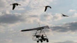 Endangered white cranes fly with a guide in Russia.