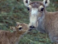 Saiga doe and fawn (www.shpilenok.com)
